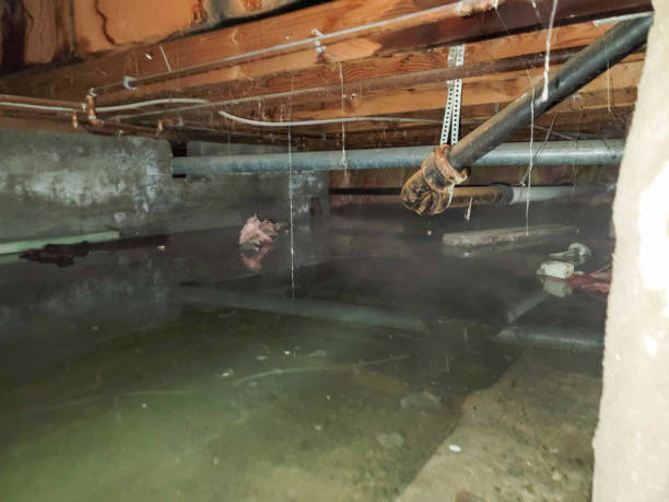 Best Professional water damage repair  in Jamesburg, NJ